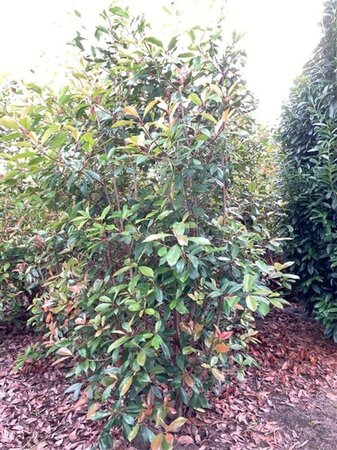 Photinia fraseri 'Red Robin'= 'Roodborstje' 200-250 cm draadkluit