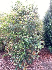 Photinia fraseri 'Red Robin'= 'Roodborstje' 200-250 cm draadkluit