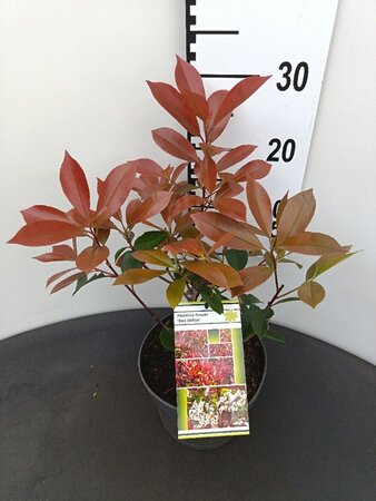 Photinia fraseri 'Red Robin'= 'Roodborstje' 30-40 cm cont. 3,0L - afbeelding 1
