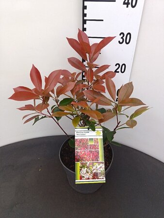 Photinia fraseri 'Red Robin'= 'Roodborstje' 30-40 cm cont. 3,0L - afbeelding 2