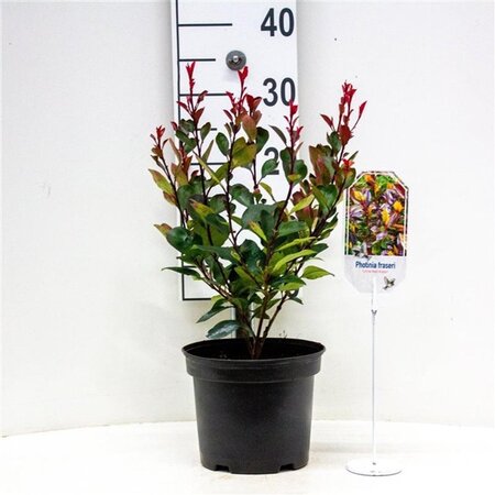 Photinia fraseri 'Red Robin'= 'Roodborstje' 30-40 cm cont. 3,0L - afbeelding 3