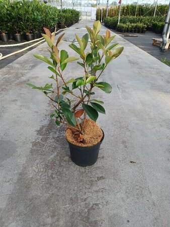 Photinia fraseri 'Red Robin'= 'Roodborstje' 30-40 cm cont. 3,0L - afbeelding 1