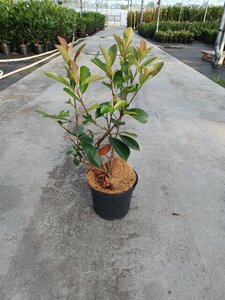 Photinia fraseri 'Red Robin'= 'Roodborstje' 30-40 cm cont. 3,0L