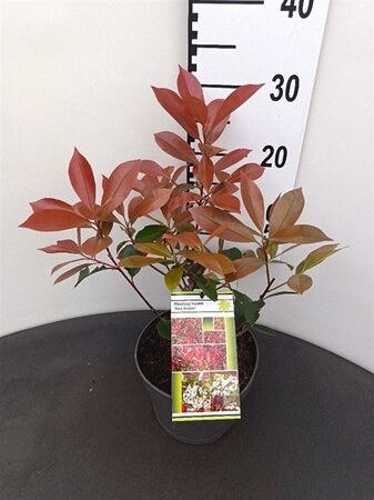 Photinia fraseri 'Red Robin'= 'Roodborstje' 30-40 cm cont. 3,0L - afbeelding 7