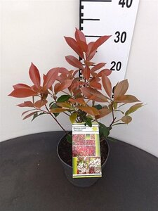 Photinia fraseri 'Red Robin'= 'Roodborstje' 30-40 cm cont. 3,0L - afbeelding 7