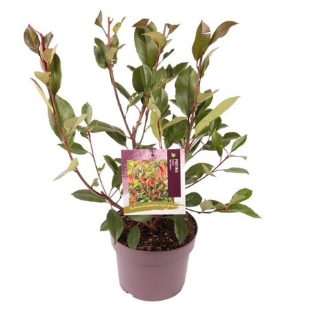 Photinia fraseri 'Red Robin'= 'Roodborstje' 30-40 cm cont. 3,0L - afbeelding 2