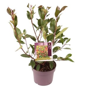 Photinia fraseri 'Red Robin'= 'Roodborstje' 30-40 cm cont. 3,0L - afbeelding 2