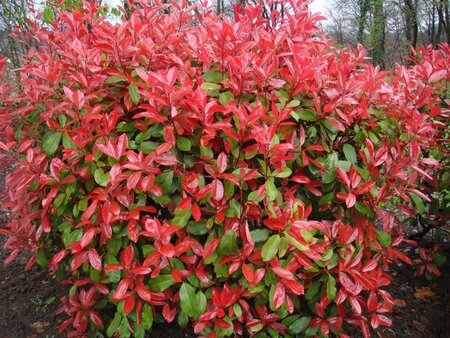 Photinia fraseri 'Red Robin'= 'Roodborstje' 40-50 cm cont. 2,5L - afbeelding 6