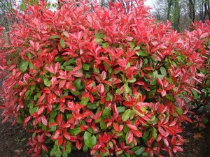 Photinia fraseri 'Red Robin'= 'Roodborstje' 40-50 cm cont. 2,5L - afbeelding 6