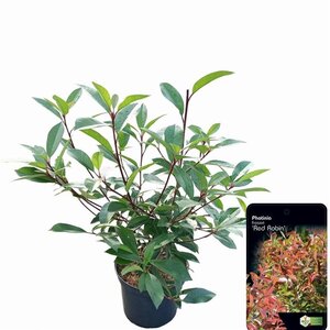 Photinia fraseri 'Red Robin'= 'Roodborstje' 40-50 cm cont. 2,5L - afbeelding 3