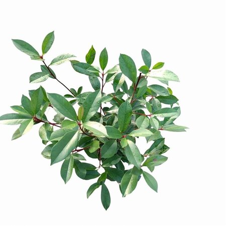 Photinia fraseri 'Red Robin'= 'Roodborstje' 40-50 cm cont. 2,5L - afbeelding 4