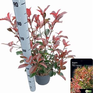 Photinia fraseri 'Red Robin'= 'Roodborstje' 40-50 cm cont. 2,5L - afbeelding 3