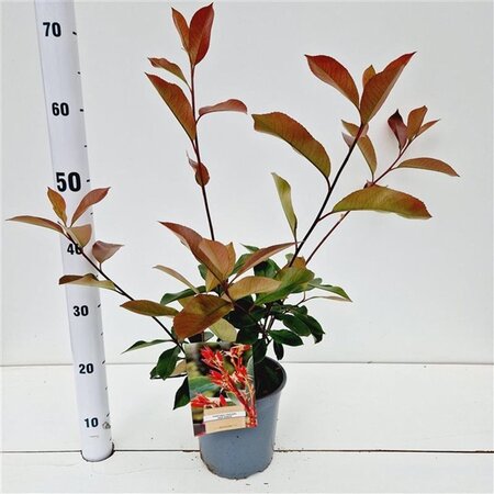 Photinia fraseri 'Red Robin'= 'Roodborstje' 40-50 cm cont. 2,5L - afbeelding 1