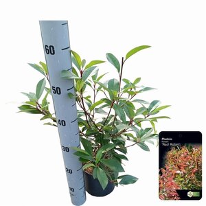Photinia fraseri 'Red Robin'= 'Roodborstje' 40-50 cm cont. 2,5L - afbeelding 5