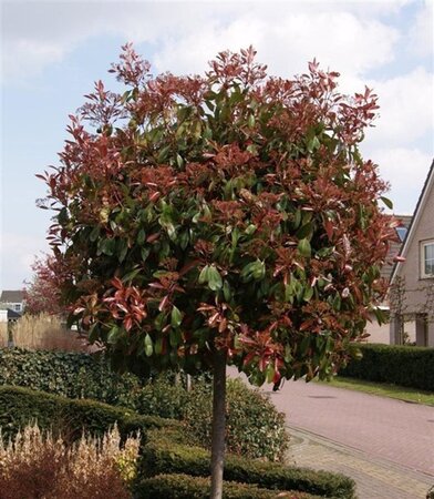Photinia fraseri 'Red Robin'= 'Roodborstje' 40-50 cm cont. 2,5L - afbeelding 7