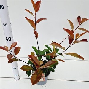 Photinia fraseri 'Red Robin'= 'Roodborstje' 40-50 cm cont. 2,5L - afbeelding 2