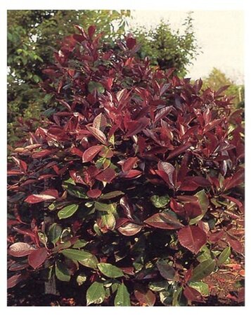 Photinia fraseri 'Red Robin'= 'Roodborstje' 40-50 cm cont. 2,5L - afbeelding 8
