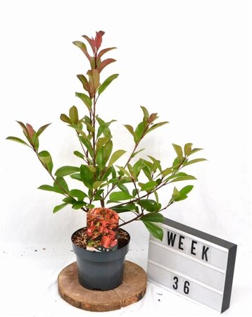 Photinia fraseri 'Red Robin'= 'Roodborstje' 40-50 cm cont. 3,0L - afbeelding 5