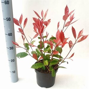 Photinia fraseri 'Red Robin'= 'Roodborstje' 40-50 cm cont. 3,0L - afbeelding 2