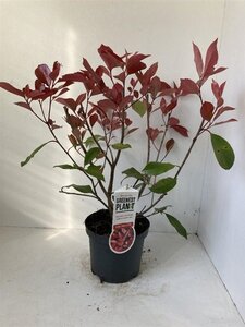 Photinia fraseri 'Red Robin'= 'Roodborstje' 40-50 cm cont. 3,0L - afbeelding 3