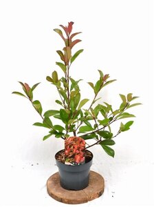 Photinia fraseri 'Red Robin'= 'Roodborstje' 40-50 cm cont. 3,0L - afbeelding 6