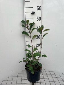 Photinia fraseri 'Red Robin'= 'Roodborstje' 40-50 cm cont. 3,0L