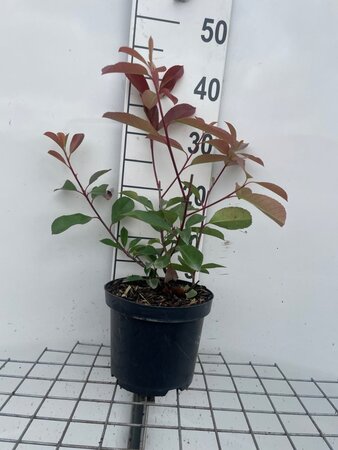 Photinia fraseri 'Red Robin'= 'Roodborstje' 40-50 cm cont. 3,0L - afbeelding 1