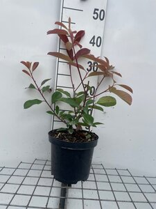 Photinia fraseri 'Red Robin'= 'Roodborstje' 40-50 cm cont. 3,0L