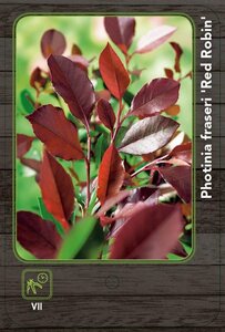 Photinia fraseri 'Red Robin'= 'Roodborstje' 40-50 cm cont. 3,0L