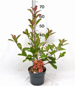 Photinia fraseri 'Red Robin'= 'Roodborstje' 40-50 cm cont. 3,0L - afbeelding 7