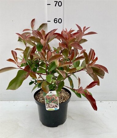Photinia fraseri 'Red Robin'= 'Roodborstje' 40-50 cm cont. 5,0L - afbeelding 8
