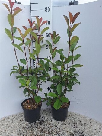 Photinia fraseri 'Red Robin'= 'Roodborstje' 40-60 cm cont. 3,0L - afbeelding 8