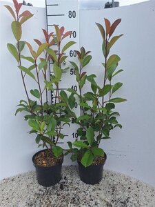 Photinia fraseri 'Red Robin'= 'Roodborstje' 40-60 cm cont. 3,0L - afbeelding 8