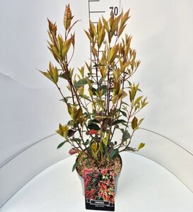 Photinia fraseri 'Red Robin'= 'Roodborstje' 50-60 cm cont. 10L