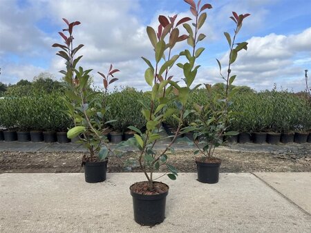 Photinia fraseri 'Red Robin'= 'Roodborstje' 50-60 cm cont. 3,0L
