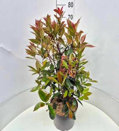 Photinia fraseri 'Red Robin'= 'Roodborstje' 60-80 cm cont. 10L - afbeelding 2