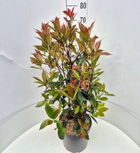 Photinia fraseri 'Red Robin'= 'Roodborstje' 60-80 cm cont. 10L - afbeelding 2