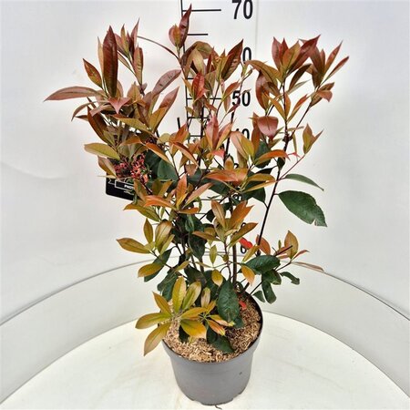 Photinia fraseri 'Red Robin'= 'Roodborstje' 60-80 cm cont. 10L - afbeelding 1