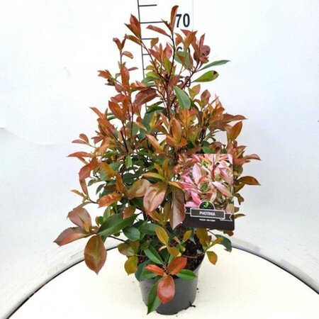 Photinia fraseri 'Red Robin'= 'Roodborstje' 60-80 cm cont. 10L