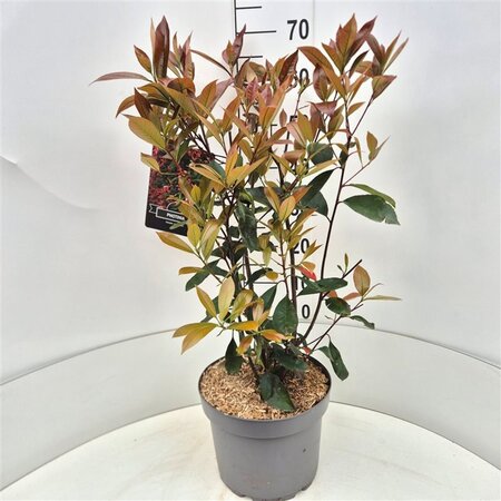 Photinia fraseri 'Red Robin'= 'Roodborstje' 60-80 cm cont. 10L - afbeelding 2
