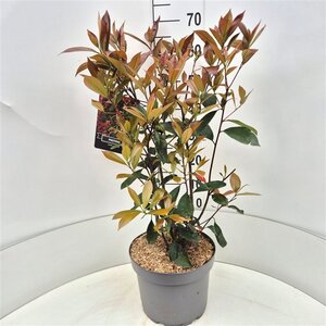 Photinia fraseri 'Red Robin'= 'Roodborstje' 60-80 cm cont. 10L - afbeelding 2