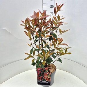 Photinia fraseri 'Red Robin'= 'Roodborstje' 60-80 cm cont. 10L - afbeelding 4