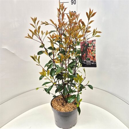 Photinia fraseri 'Red Robin'= 'Roodborstje' 60-80 cm cont. 10L - afbeelding 1