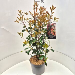 Photinia fraseri 'Red Robin'= 'Roodborstje' 60-80 cm cont. 10L