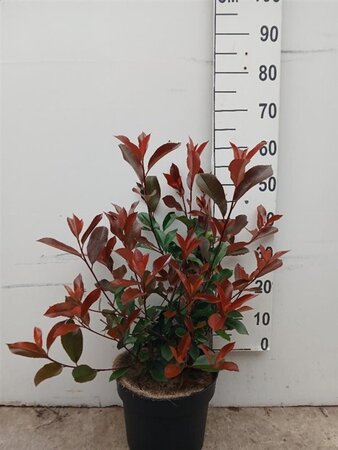 Photinia fraseri 'Red Robin'= 'Roodborstje' 60-80 cm cont. 10L - afbeelding 5