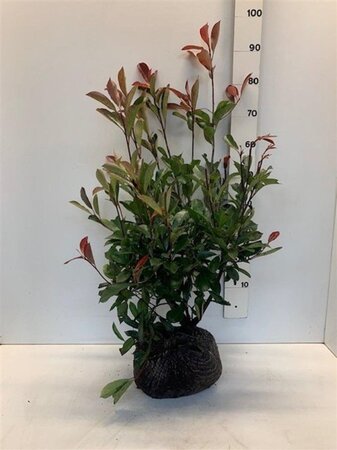 Photinia fraseri 'Red Robin'= 'Roodborstje' 60-80 cm met kluit - afbeelding 8