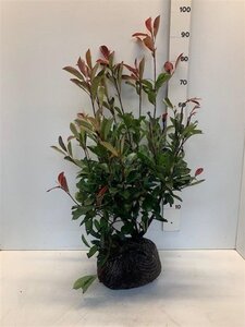 Photinia fraseri 'Red Robin'= 'Roodborstje' 60-80 cm met kluit - afbeelding 8
