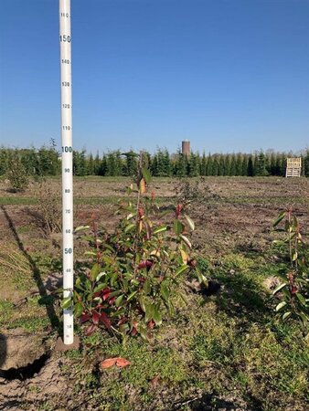 Photinia fraseri 'Red Robin'= 'Roodborstje' 60-80 cm met kluit - afbeelding 5