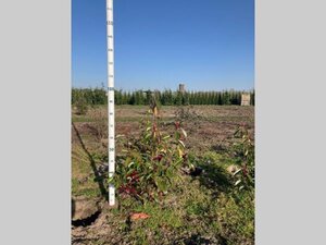 Photinia fraseri 'Red Robin'= 'Roodborstje' 60-80 cm met kluit - afbeelding 7