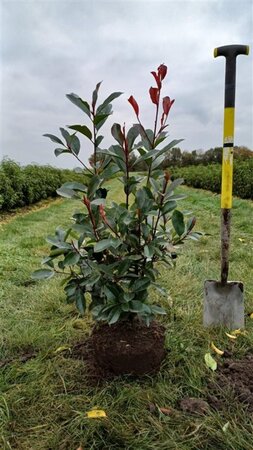 Photinia fraseri 'Red Robin'= 'Roodborstje' 60-80 cm met kluit - afbeelding 3